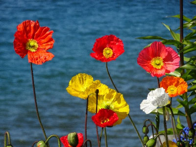 Trauerbegleitung Kudla Dresden Blumen